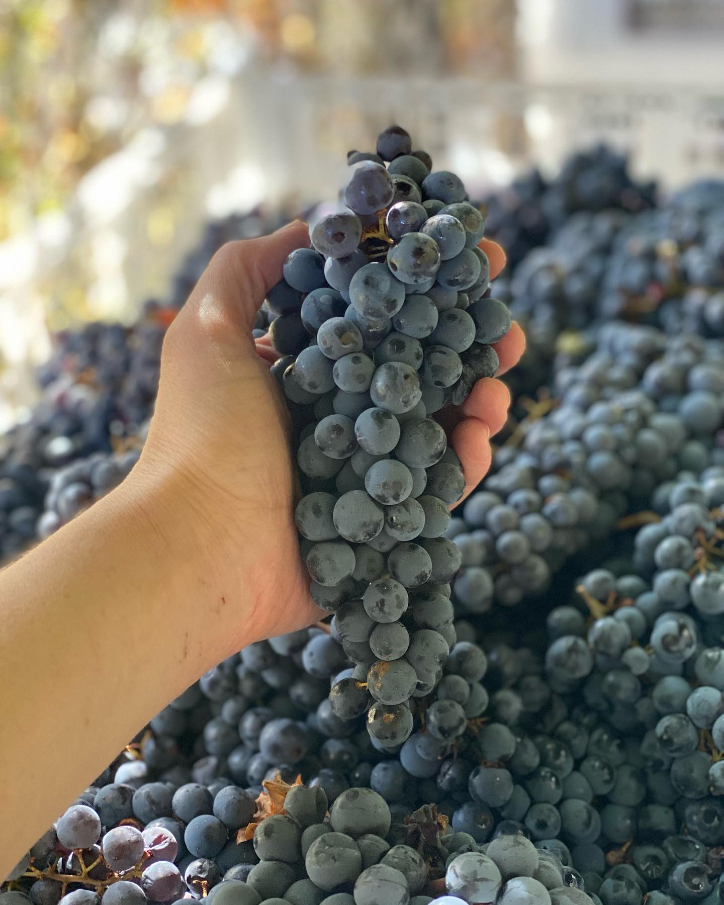Make Wine With Us slide 2